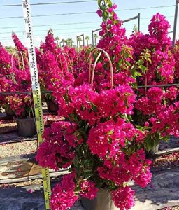 Bougainvilliers très florifères 20 l 110-130 cm