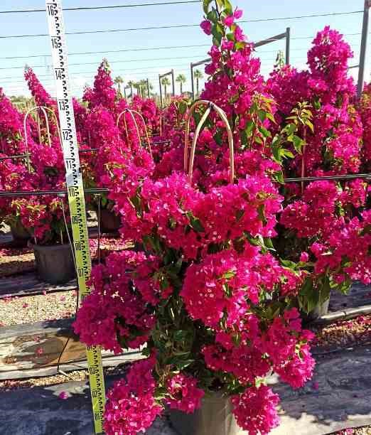 Jardin Tropic - Bougainvilliers très florifères 20 l 110-130 cm