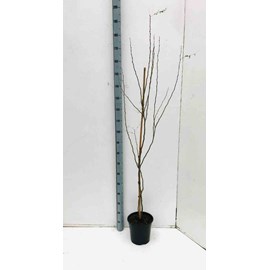 Caesalpinia gilliesii 2 l 40-60 cm