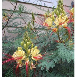 Caesalpinia gilliesii 2 l 40-60 cm