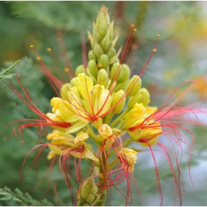 Caesalpinia gilliesii 2 l 40-60 cm