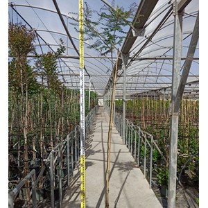 Caesalpinia gilliesii 2 l 40-60 cm