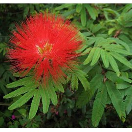 Calliandra tweedii 3 l 80-100 cm