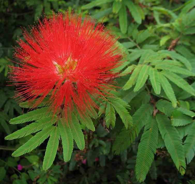 Jardin Tropic - Calliandra tweedii 3 l 80-100 cm