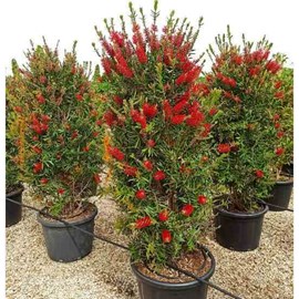 Callistemon rince bouteille 7 l 40-60 cm
