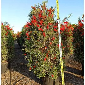 Callistemon 'captain cook' 35 l 150-175 cm