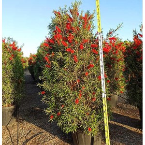 Callistemon 'captain cook' 35 l 150-175 cm