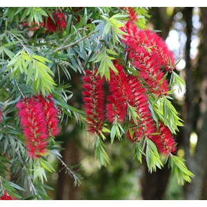 Callistemon 'captain cook' 35 l 150-175 cm
