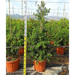 Callistemon 'captain cook' 35 l 150-175 cm