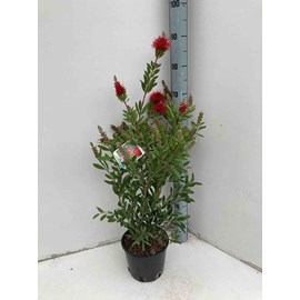 Callistemon laevis 6 l 100-120 cm