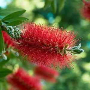Callistemon laevis 6 l 100-120 cm
