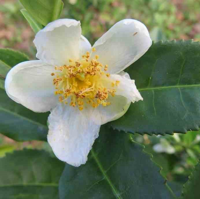 Jardin Tropic - Camellia sinensis : théier 3 l 20-30 cm