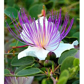 Capparis spinosacaprier 2 l 20-30 cm