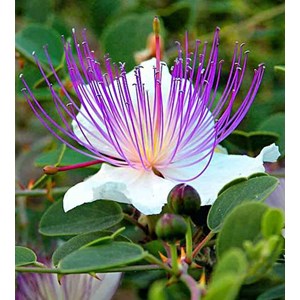 Capparis spinosacaprier 2 l 20-30 cm