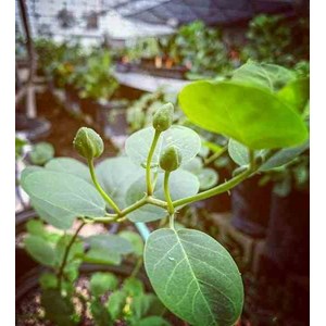 Capparis spinosacaprier 2 l 20-30 cm