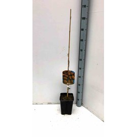 Carya noix de noix de pecan 7 l 120-140 cm