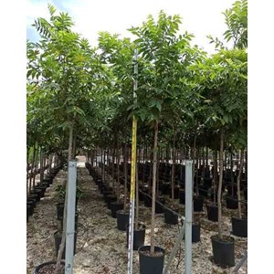 Carya noix de noix de pecan 7 l 120-140 cm