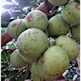 Casimiroa edulissa e blanche 7 l 60-80 cm