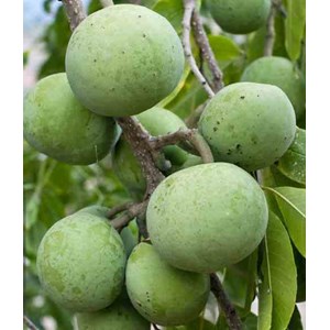 Casimiroa edulissa e blanche 7 l 60-80 cm