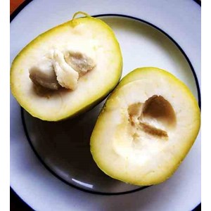 Casimiroa edulissa e blanche 7 l 60-80 cm