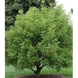 Ceratonia caroubier : 140 l 200-250 cm