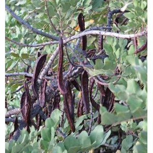 Ceratonia caroubier : 140 l 200-250 cm