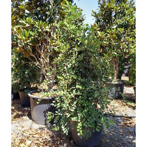 Ceratonia caroubier : 140 l 200-250 cm