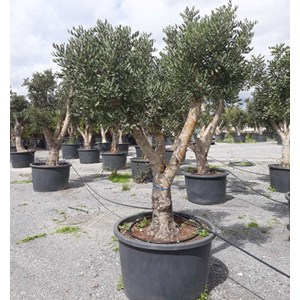 Ceratonia caroubier : 140 l 200-250 cm