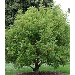 Ceratonia caroubier : 6 l 140-150 cm