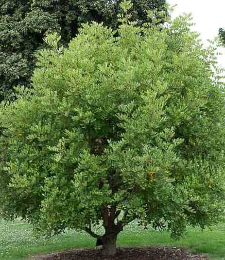 Jardin Tropic - Ceratonia caroubier : 6 l 140-150 cm