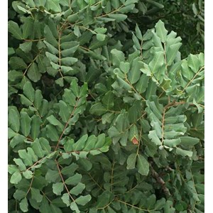 Ceratonia caroubier : 6 l 140-150 cm