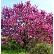 Cercis siliquastrum:arbre de judée 5 l 140-150