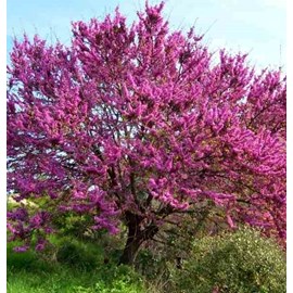 Cercis siliquastrum:arbre de judée 5 l 140-150