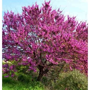 Cercis siliquastrum:arbre de judée 5 l 140-150