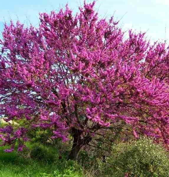 Cercis siliquastrum:arbre de judée 5 l 140-150