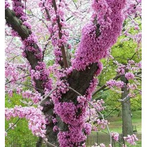 Cercis siliquastrum:arbre de judée 5 l 140-150