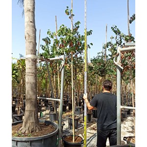 Cercis siliquastrum:arbre de judée 5 l 140-150