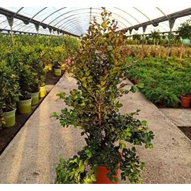 Cerisier de cayenne 7 l 80-100 cm