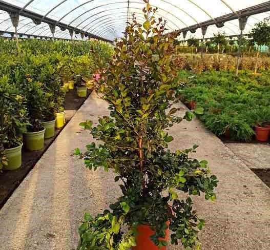 Jardin Tropic - Cerisier de cayenne 7 l 80-100 cm