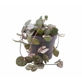 Ceropegia woodiichaîne des coeurs