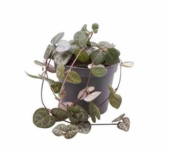 Ceropegia woodiichaîne des coeurs