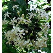 Cestrum galant de nuit 3 l 30-40 cm