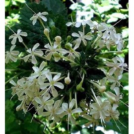 Cestrum galant de nuit 3 l 30-40 cm