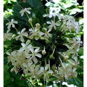 Cestrum galant de nuit 3 l 30-40 cm