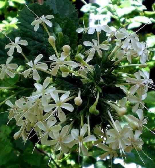 Jardin Tropic - Cestrum galant de nuit 3 l 30-40 cm