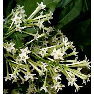 Cestrum galant de nuit 3 l 30-40 cm