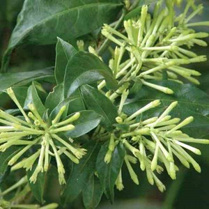 Cestrum galant de nuit 3 l 30-40 cm