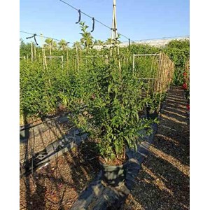 Cestrum galant de nuit 3 l 30-40 cm