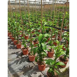 Cestrum galant de nuit 3 l 30-40 cm