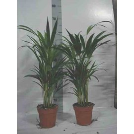 Chrysalidocarpus lutescens 7 l 80-100 cm